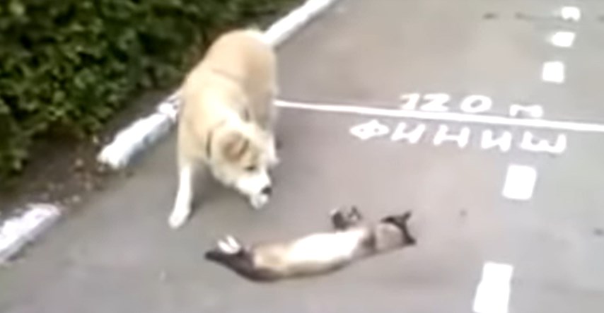 Pas mislio da je pronašao mrtvu mačku, a onda je uslijedilo iznenađenje